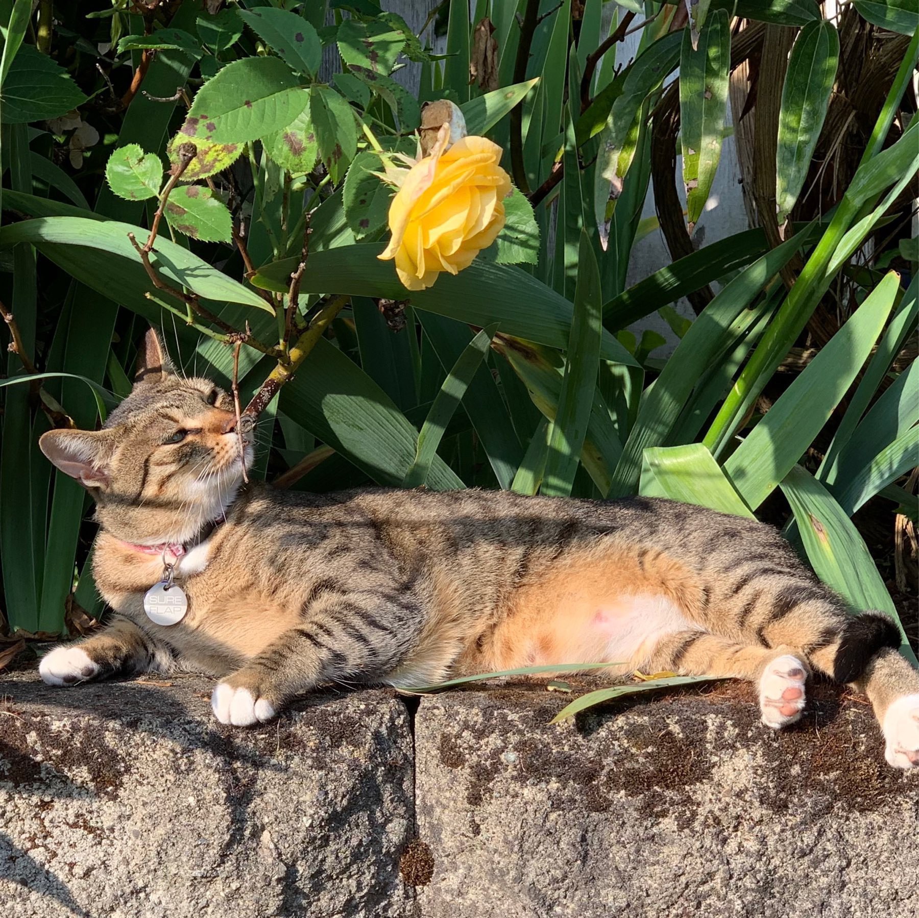 cat on rock wall sniffing at a rose stem