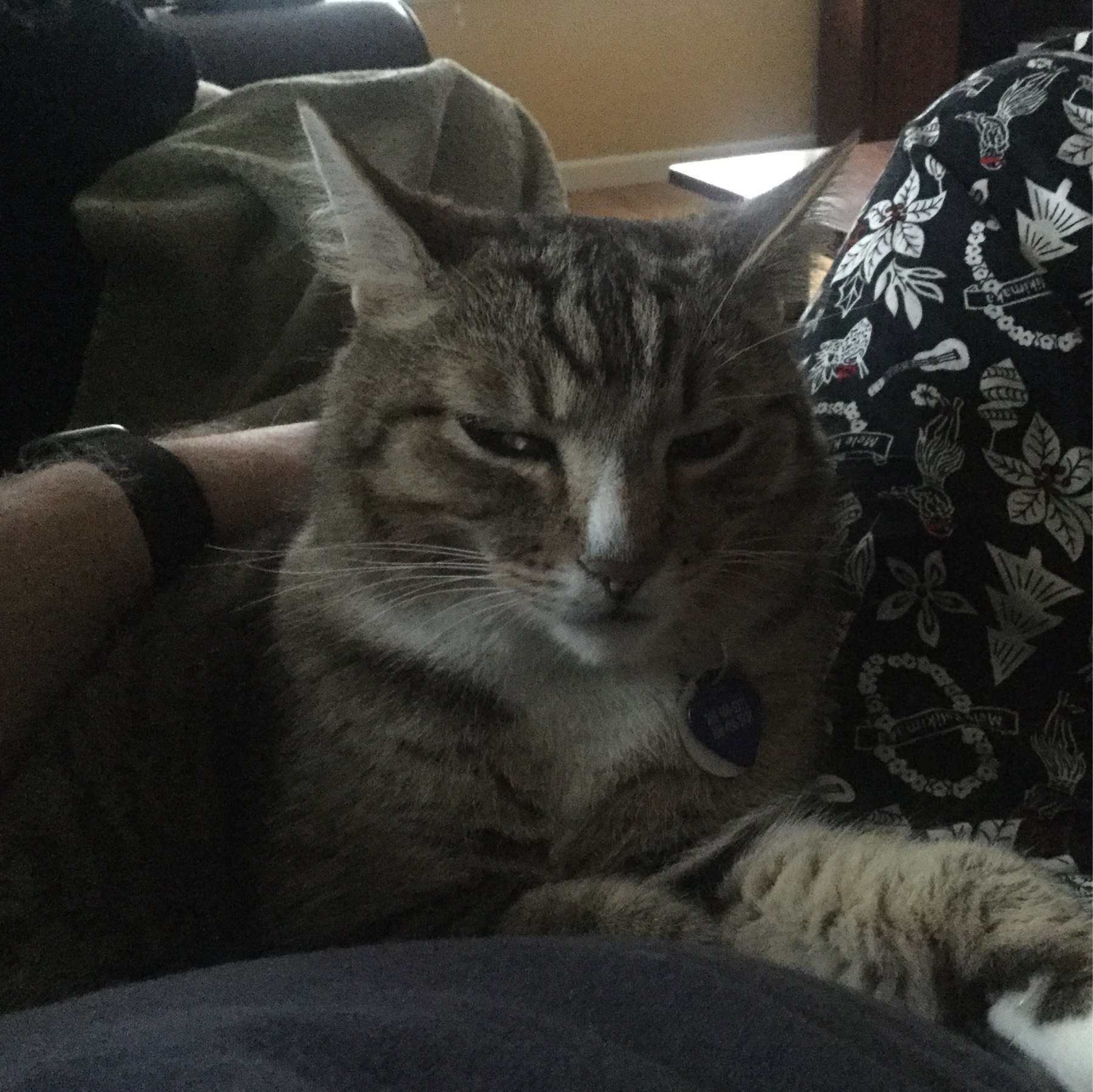 Cat on my lap