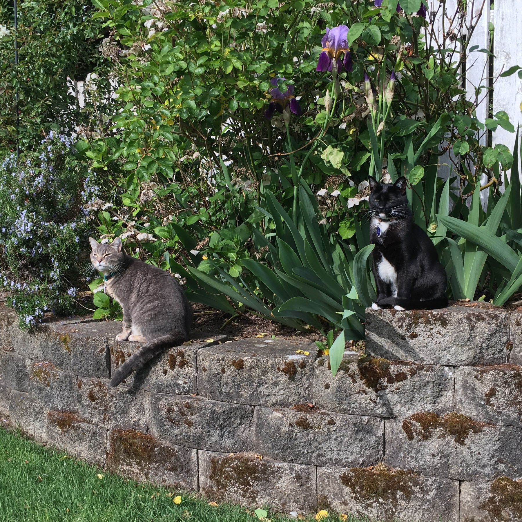 two cats on the garden wall