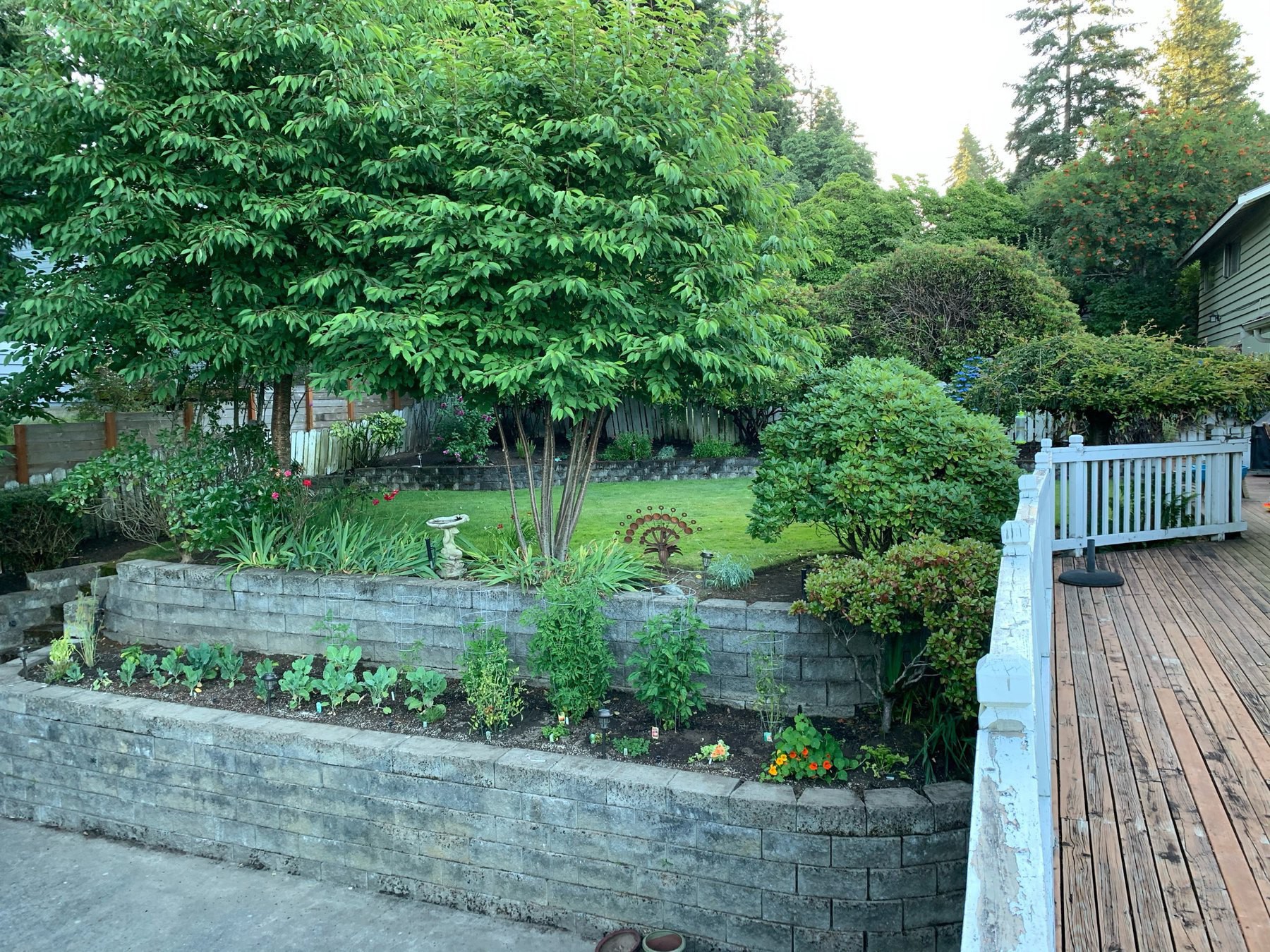 Back yard terraced veggie garden and lawn