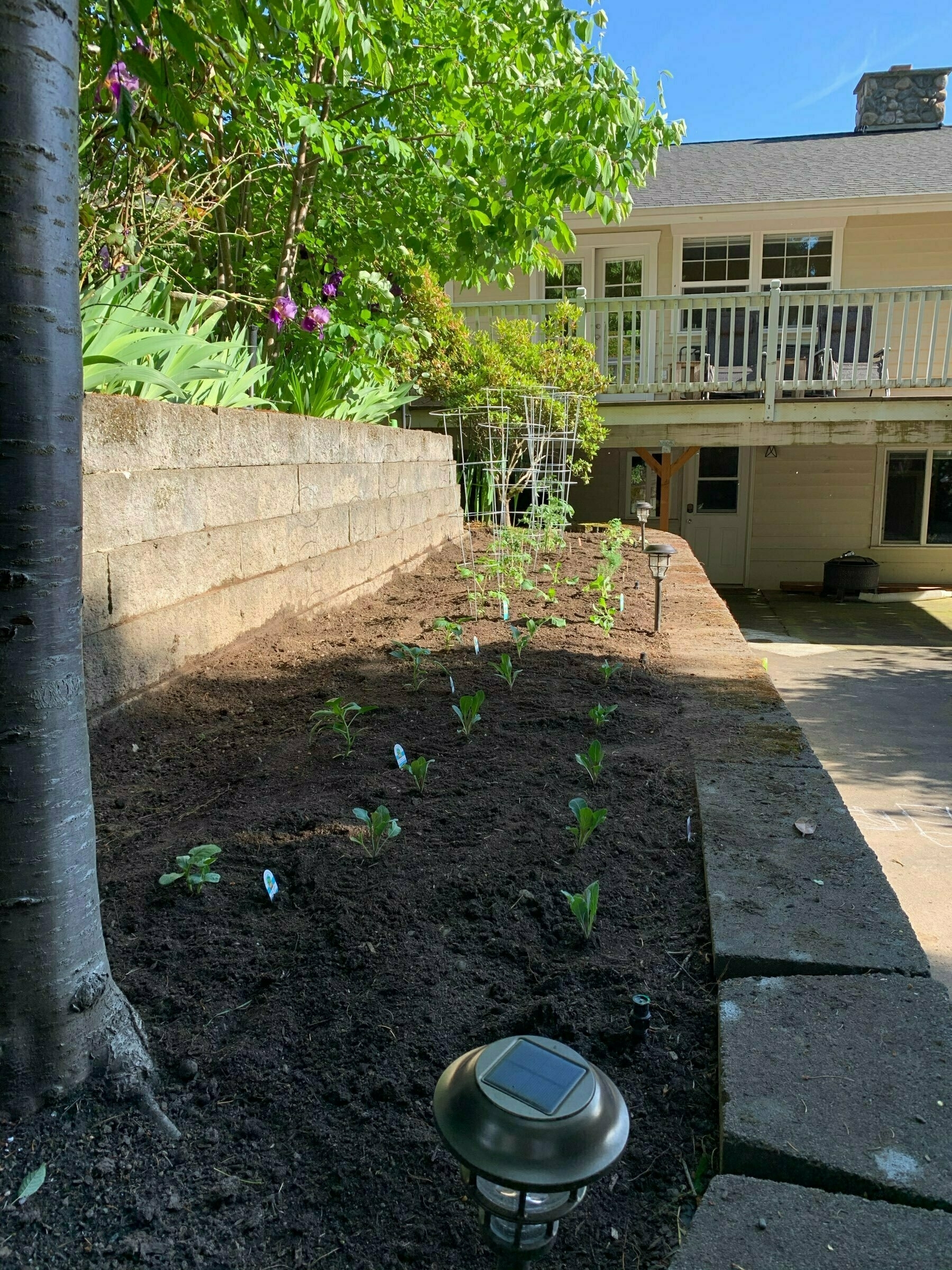 May 17, veggie garden planted