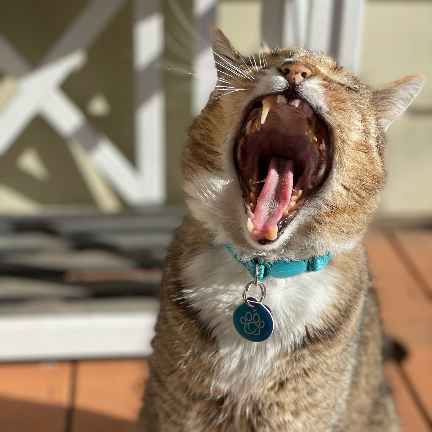 Yawning cat facing straight on