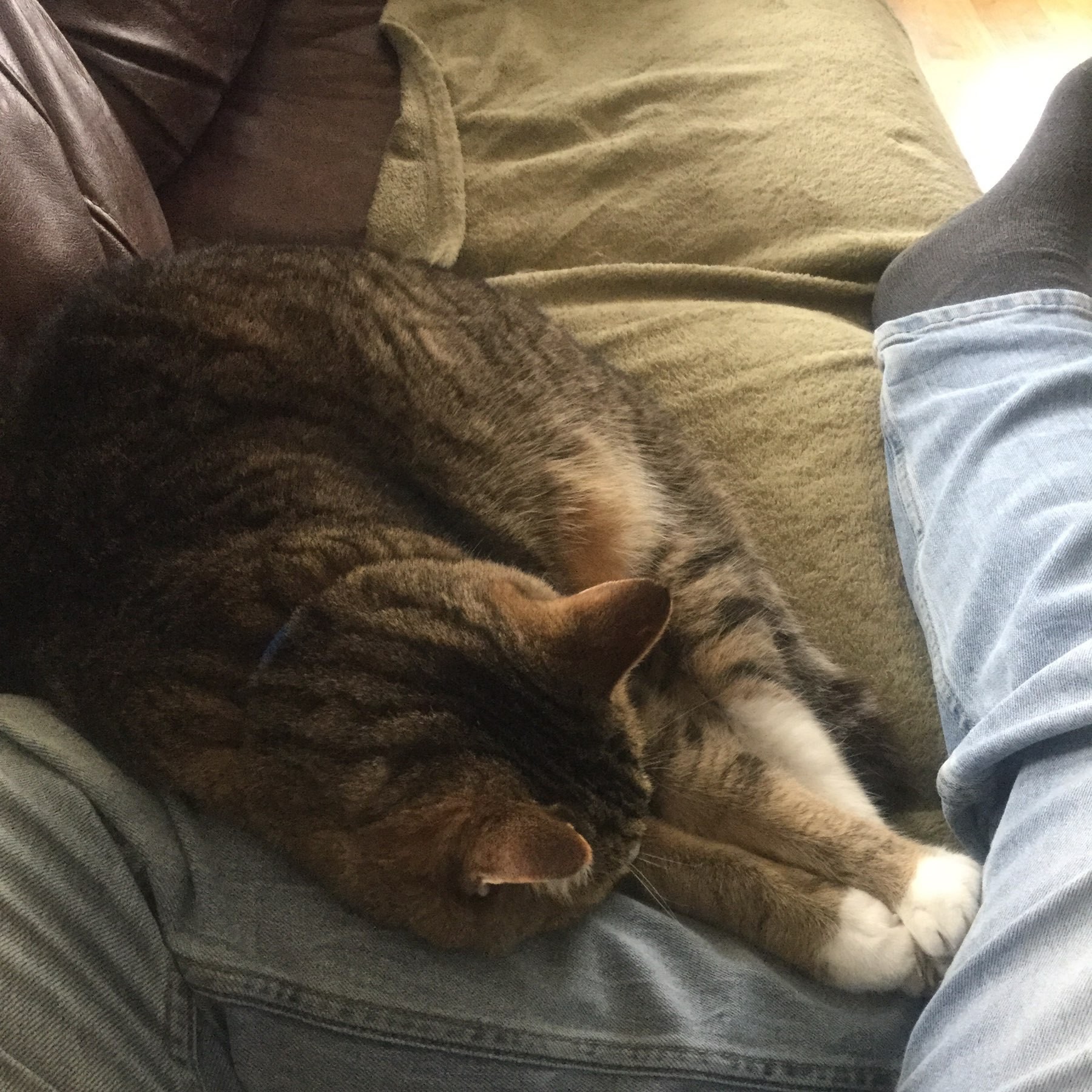 Cat snuggled up against my leg