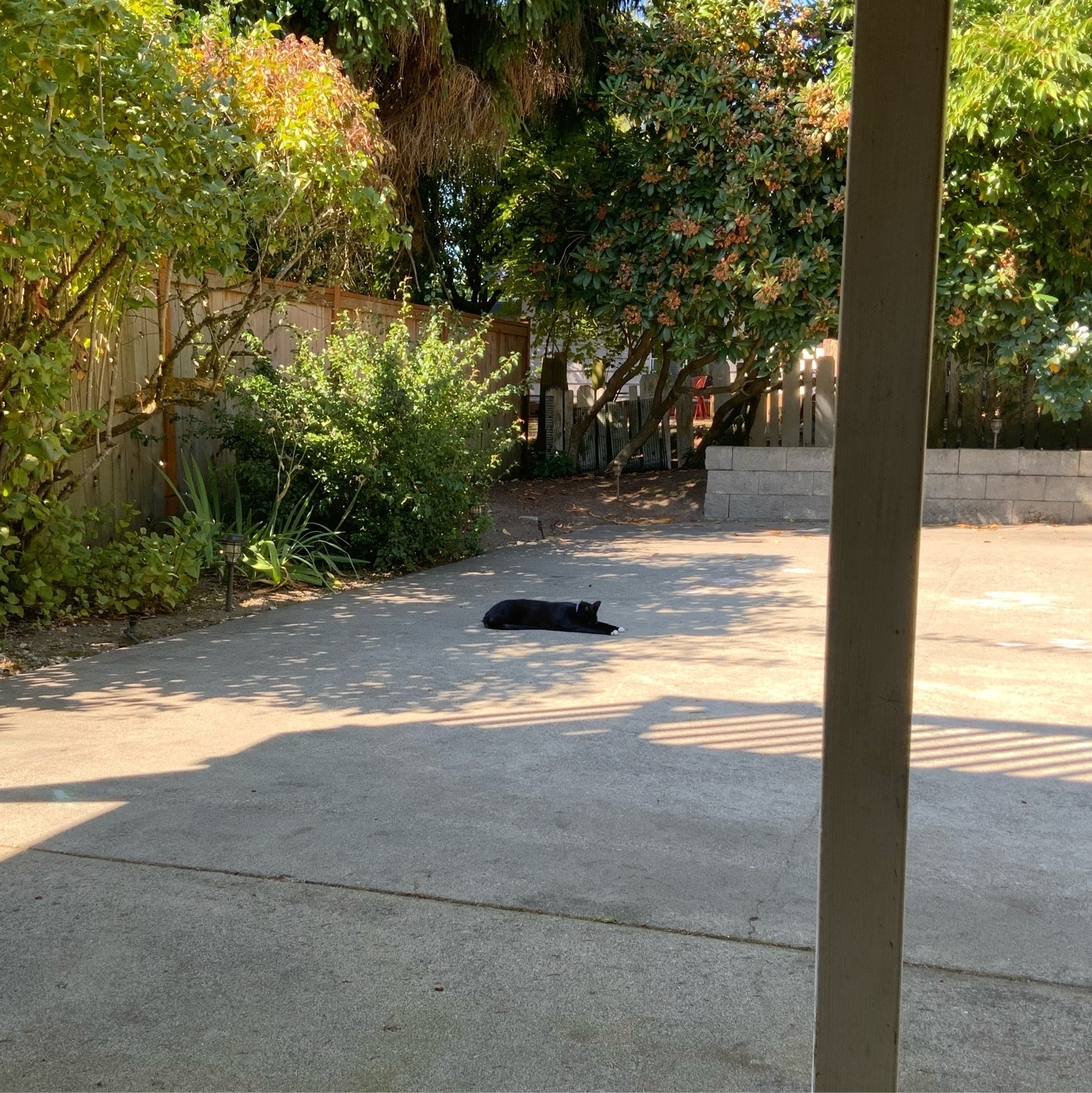 Black (tuxedo) cat sprawled out on the concrete in the shade of a bush