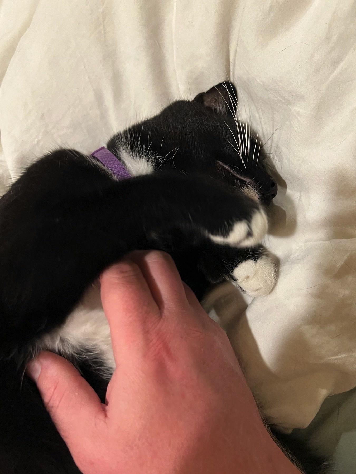 Close up of my hand scratching the chest of our tuxedo cat, her paws clenched tightly.